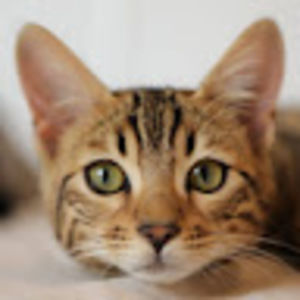 Meet your Posher, Mous